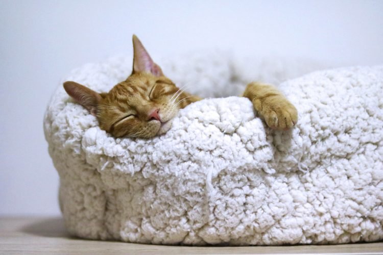 Gato descansando confortavelmente em nicho de gatil enriquecido ambientalmente