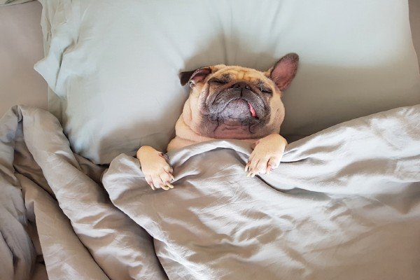 Cachorro descansando confortavelmente em cama higienizada de hotel pet 24h na Vets